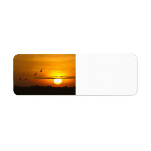 Krane bei Sonnenaufgang