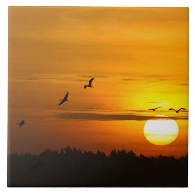 Krane bei Sonnenaufgang Fliese (Vorderseite)