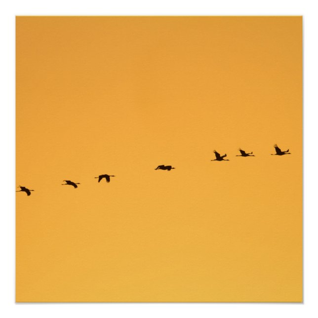 Krane bei Sonnenaufgang Poster (Vorderseite)