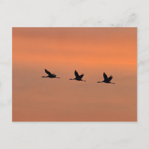 Krane bei Sonnenaufgang Postkarte