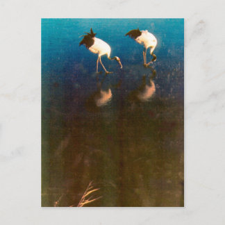 Krane im Wasser Postkarte