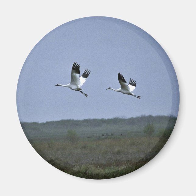 Krane in Aransas National Wildlife Refug Magnet (Vorne)