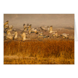 Krane über goldenem Feld