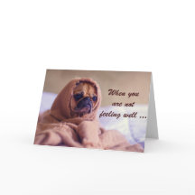 Kraner Mops Hund, Beileid, Spaß.