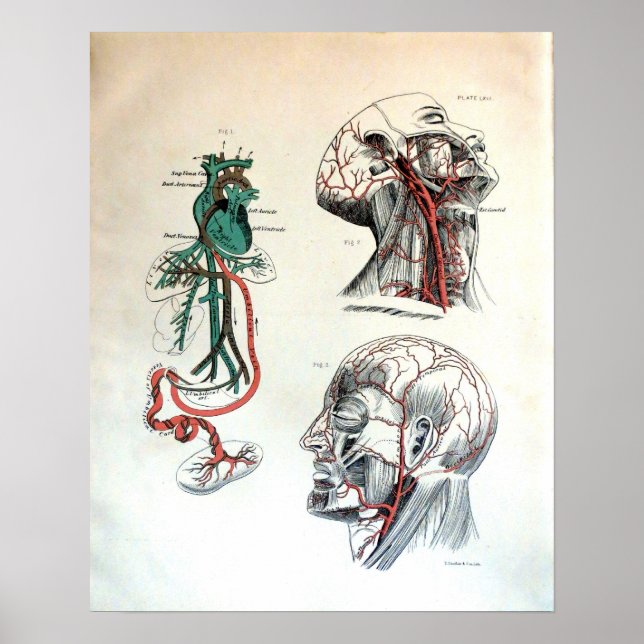 Kranialer Kreislauf Poster (Vorne)