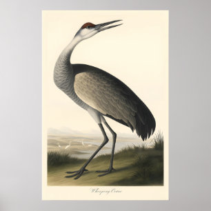 Kranich-Druck Vintage Audubon Stil Vogel Poster