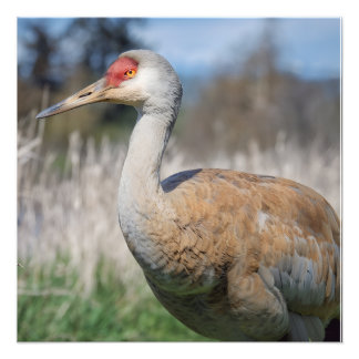 Kranichansicht Fotodruck
