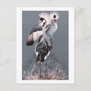 Kraniche Postkarte