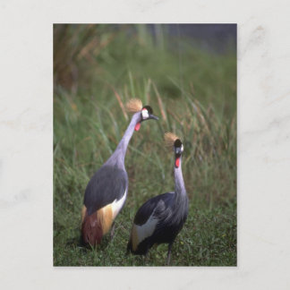 Kraniche Postkarte