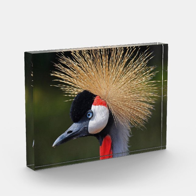 Kranichkranich Fotoblock (Links)