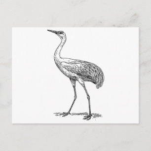 Kranichvogelzeichnung Postkarte