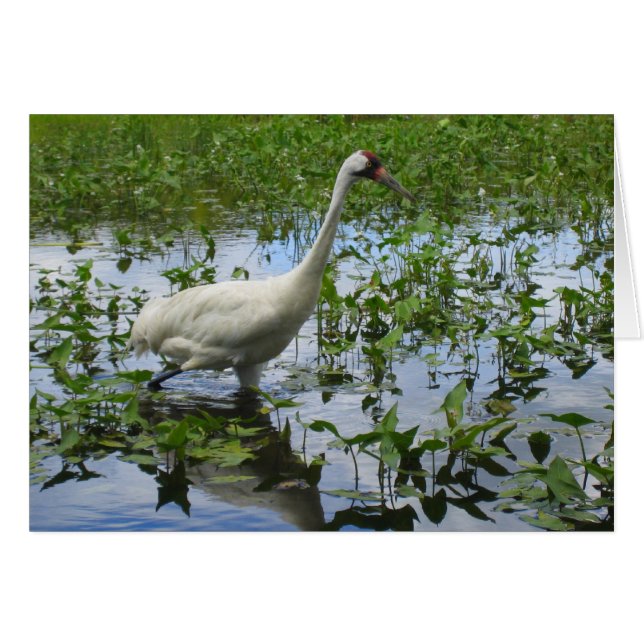 Kranjagd (Vorderseite (Horizontal))