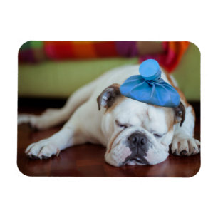 Kranker junger Welpe Getty Bild-  Magnet