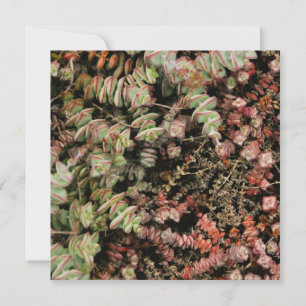 Krassula perforata