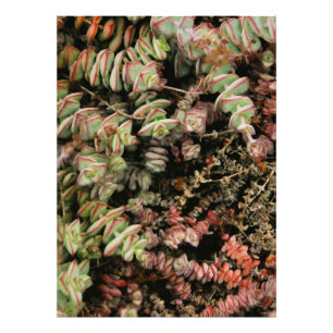 Krassula perforata fotodruck