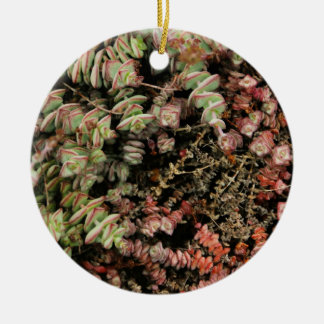 Krassula perforata keramik ornament