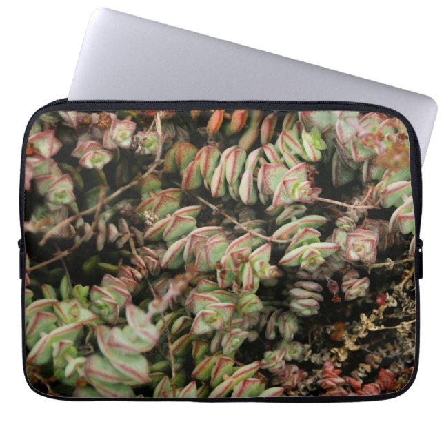 Krassula perforata laptopschutzhülle (Vorderseite)