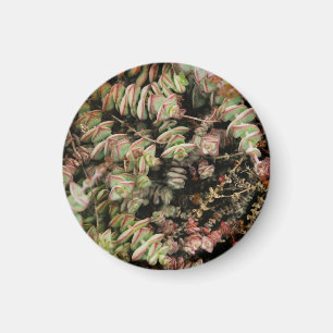Krassula perforata magnet