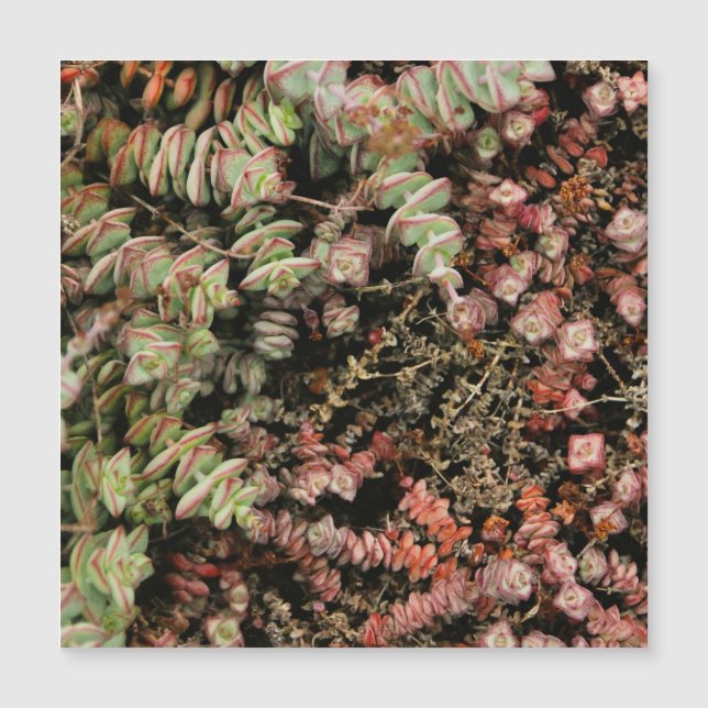 Krassula perforata magnetkarte (Vorderseite)