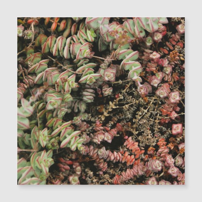 Krassula perforata magnetkarte (Vorderseite)