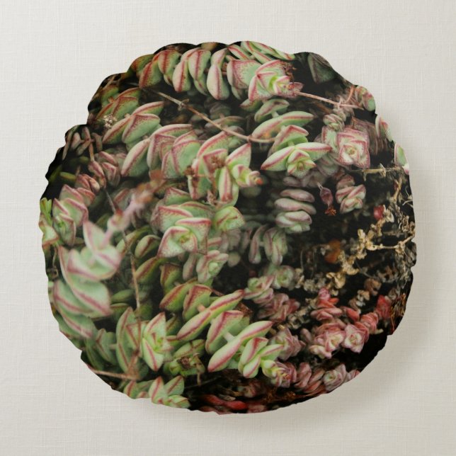 Krassula perforata rundes kissen (Vorderseite)