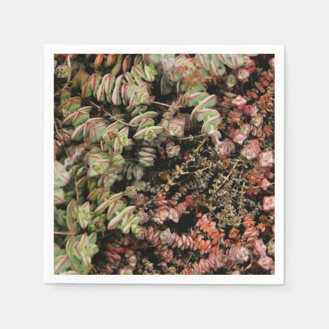 Krassula perforata serviette (Vorderseite)