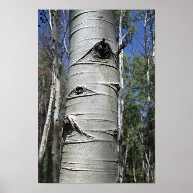 Kraut-Colorado Aspen Tree Poster (Vorne)