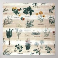 Kräuter Pflanze Blume