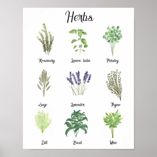 Kräuter Wasserfarbensage Thyme Rosemary Küche Poster (Vorne)