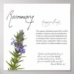 Kräuterapothekar: Rosemary   Botanisches Poster