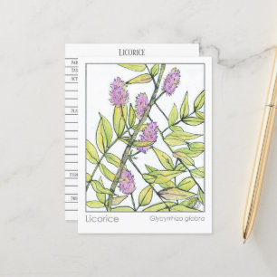 Kräuterkarton Licorice Herb Materia Medica Postkarte