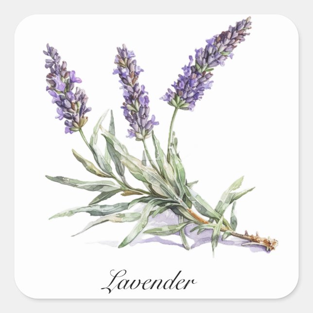 Kräuterleben: Lavendel, anpassbar Quadratischer Aufkleber (Vorderseite)