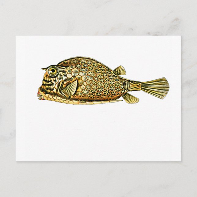 Krautfisch Postkarte (Vorderseite)