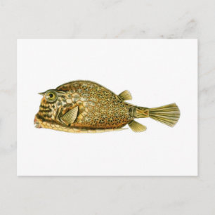 Krautfische Postkarte