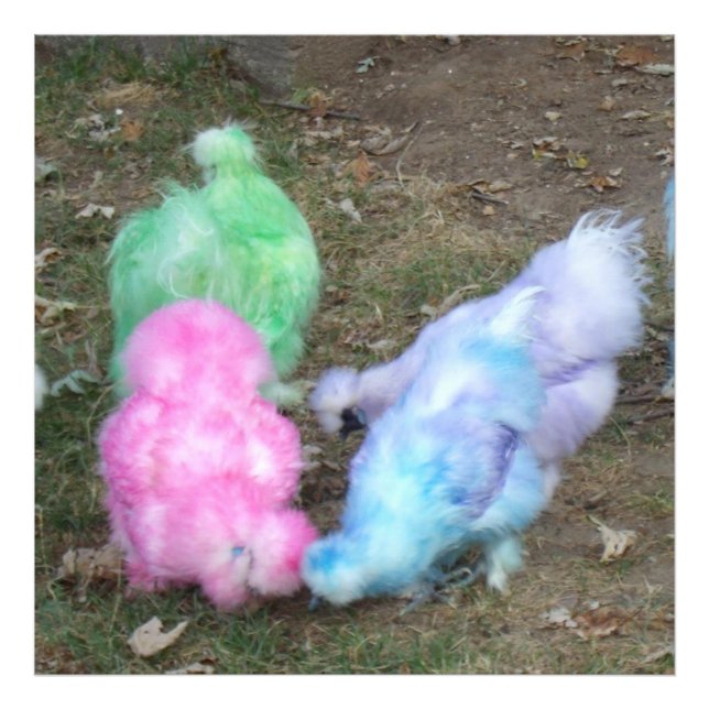 Krawatte Dyed Silkie Chickens in Pastellfarben Fotodruck (Vorne)