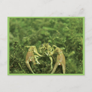 Krebse Postkarte
