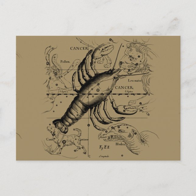Krebskonstellation Hevelius 1690 Engaving Postkarte (Vorderseite)