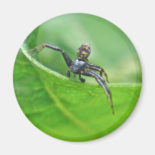 Krebspinne auf Milchweed-Koordinaten Magnet