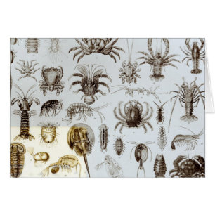 Krebstier und spinnenartige Tiere