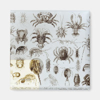 Krebstiere und Arachnida