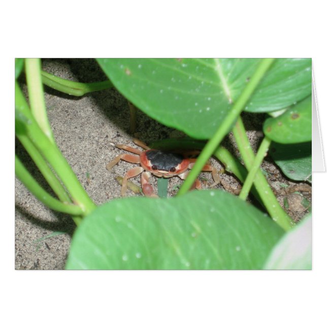 Krebstiftkarte (Vorderseite (Horizontal))