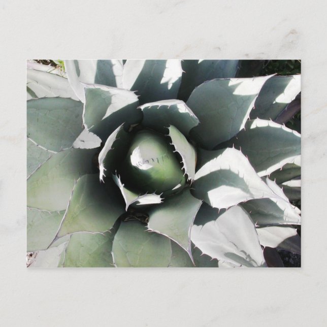 Kreel, Kupfersteg, Mexiko Postkarte (Vorderseite)