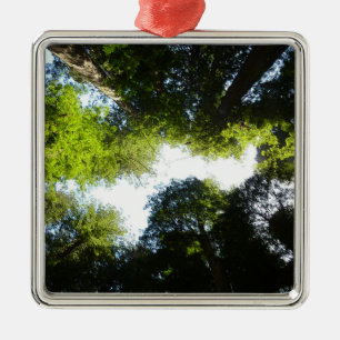 Kreis aus Redwood-Bäumen im Redwood-Nationalpark Ornament Aus Metall