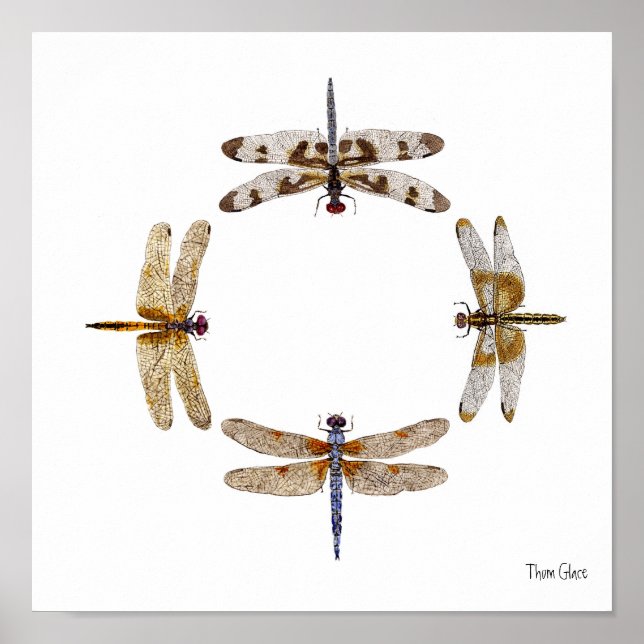 KREIS DER DRAGONFLIEN POSTER (Vorne)