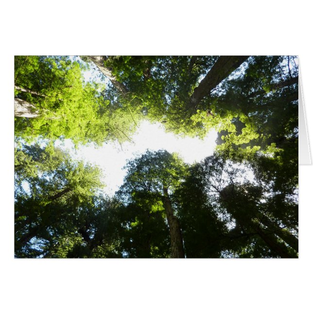 Kreis der Redwood-Bäume im Redwood-Nationalpark (Vorderseite (Horizontal))