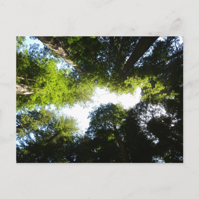 Kreis der Redwood-Bäume im Redwood-Nationalpark Postkarte (Vorderseite)