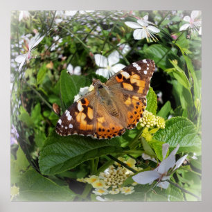 Kreisschmetterling Poster