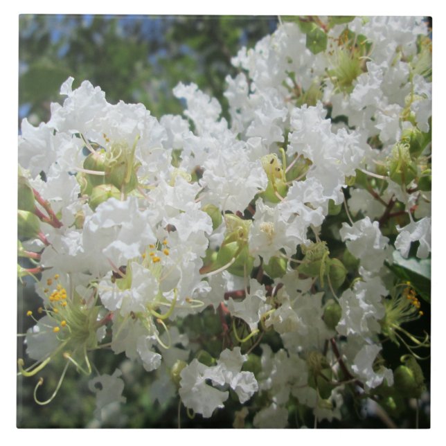 Krepp-Myrte-Baum nah Fliese (Vorderseite)