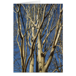 Krepp Myrte im Winter