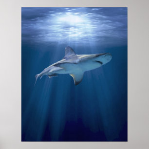 Kreuzender Haifisch Poster